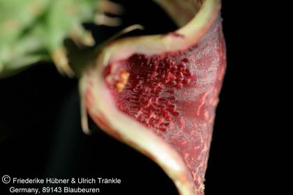 Huernia zebrina ssp magniflora x Tavaresia barklyi (FH05,148) 004 – Asclepidarium