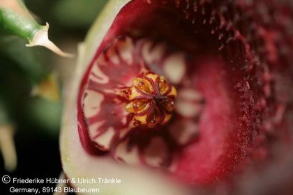 Huernia zebrina ssp magniflora x Tavaresia barklyi (FH05,148) 008 – Asclepidarium