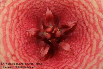 Orbea caudata ssp rhodesiaca x Stapelia sp (FH05,071) 004 – Asclepidarium