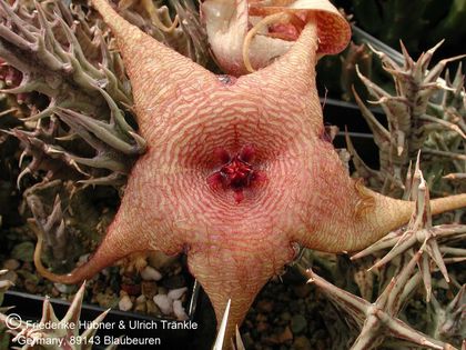 Orbea caudata ssp rhodesiaca x Stapelia sp. Hybride (FH05,071) 001 – Asclepidarium
