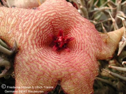Orbea caudata ssp rhodesiaca x Stapelia sp. Hybride (FH05,071) 002 – Asclepidarium