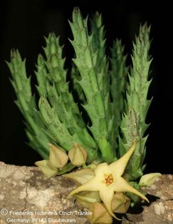 Orbea caudata x Stapelia divaricata (FH05,147) 001 – Asclepidarium