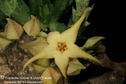 Orbea caudata x Stapelia divaricata (FH05,147) 003 – Asclepidarium