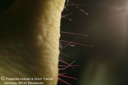 Orbea caudata x Stapelia divaricata (FH05,147) 007 – Asclepidarium
