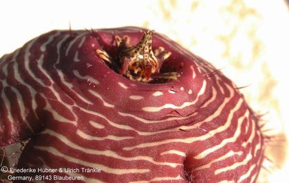Orbea sp x Stapelia engleriana 2 – Asclepidarium