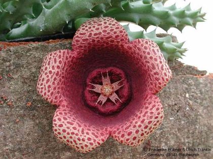 Orbea sp x Tavaresia barklyi 1 – Asclepidarium