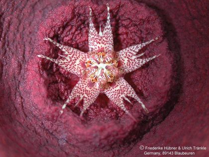 Orbea sp x Tavaresia barklyi 2 – Asclepidarium