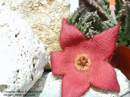 Orbea variegata x Stapelia asterias 1 – Asclepidarium