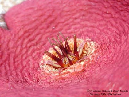 Orbea variegata x Stapelia asterias 2 – Asclepidarium