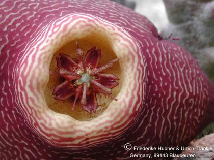 Orbea variegata x Stapelia engleriana HT 001 – Asclepidarium