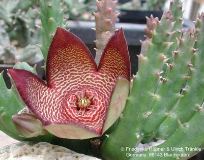 Orbea verrucosa x Stapelia sp 1 – Asclepidarium