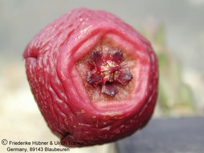 Stapelia engleriana-Hybr. (FH02,015) 001 – Asclepidarium