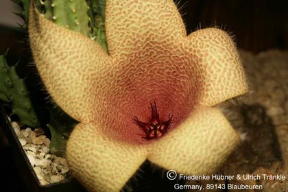 Tavaresia barklyi x Stapelia cf getliffei (FH07,002) 001 – Asclepidarium