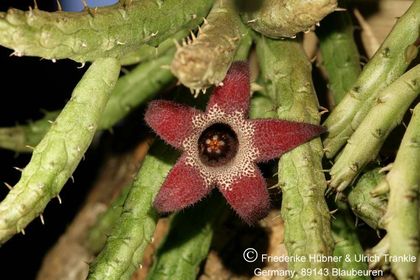 x Stapelianthriche decaryi x aperta 002 – Asclepidarium