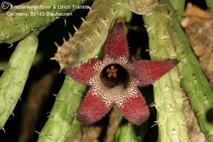 x Stapelianthriche decaryi x aperta 004 – Asclepidarium