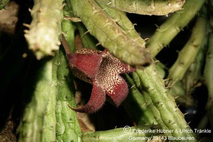x Stapelianthriche decaryi x aperta 006 – Asclepidarium