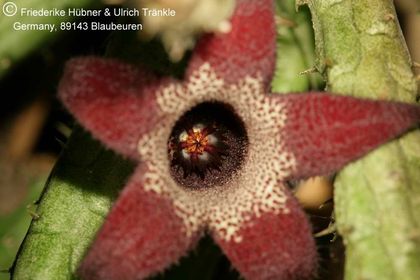 x Stapelianthriche decaryi x aperta 007 – Asclepidarium