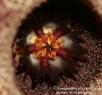 x Stapelianthriche decaryi x aperta 009 – Asclepidarium