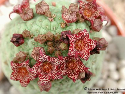 Larryleachia cactiforme 1 – Asclepidarium
