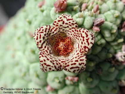 Larryleachia cactiforme 11 – Asclepidarium