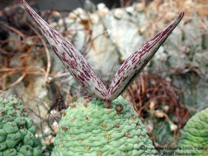 Larryleachia cactiforme 13 HT – Asclepidarium