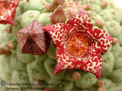 Larryleachia cactiforme 2 – Asclepidarium
