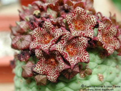 Larryleachia cactiforme 6 – Asclepidarium