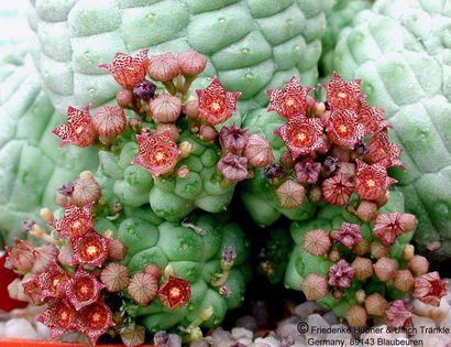 Larryleachia cactiforme felinum 7 – Asclepidarium