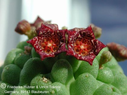 Larryleachia cactiformis fellinum (UTS04,096) 2 – Asclepidarium