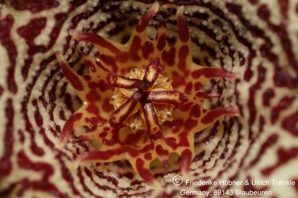 Larryleachia cactiforrmis Form II 003 – Asclepidarium