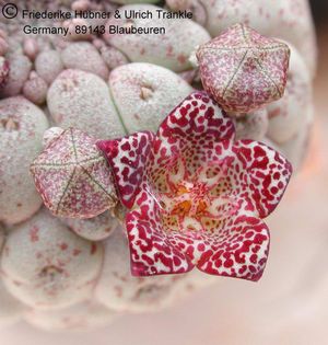 Larryleachia marlothii (70 km O Walvisbay) (UTS03,007) 3 – Asclepidarium