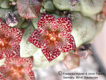 Larryleachia marlothii (70 km O Walvisbay) (UTS03,007) 4 – Asclepidarium