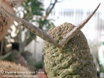 Larryleachia marlothii (dinteri Cape) 9 – Asclepidarium