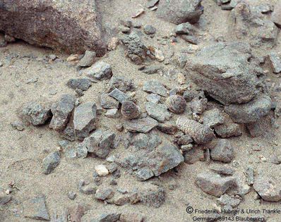 Larryleachia marlothii (dinteri) (Rössing-Mt. Swakopmund Namibia) 1 HT – Asclepidarium