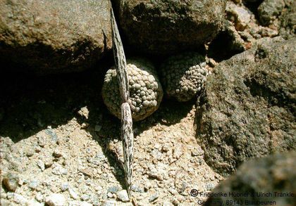 Larryleachia marlothii (dinteri) (Rössing-Mt. Swakopmund Namibia) 2 HT – Asclepidarium