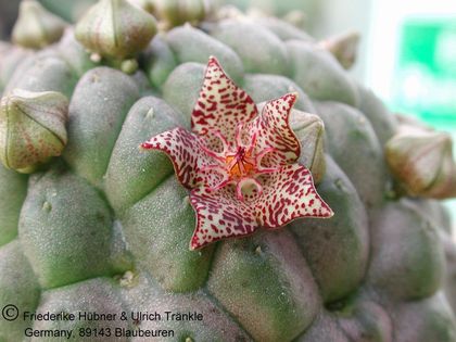 Larryleachia marlothii (Kukumas) (UTS03,001) 1 – Asclepidarium