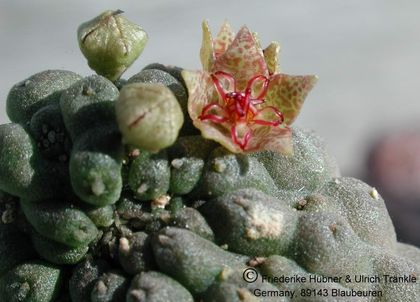 Larryleachia marlothii (Kukumas) (UTS03,) 1 – Asclepidarium