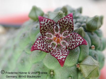 Larryleachia marlothii (N Helmeringhausen) (UTS03,009) 2 – Asclepidarium