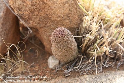 Larryleachia marlothii (Tiras-Farm, Namibia) – Asclepidarium