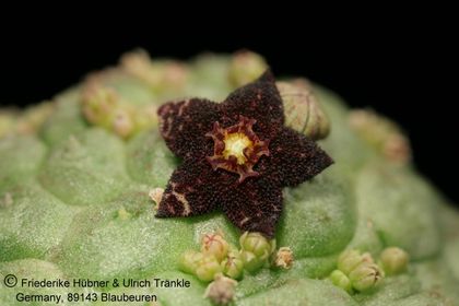 Larryleachia perlata (FH06,024) 002 – Asclepidarium