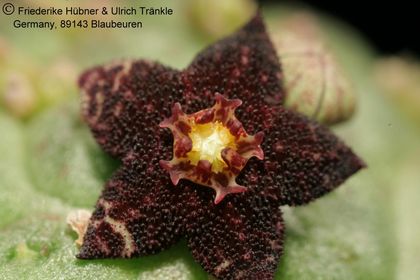 Larryleachia perlata (FH06,024) 004 – Asclepidarium