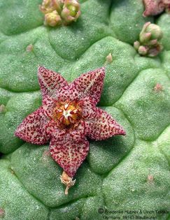 Larryleachia perlata (kubusense) 1 HT – Asclepidarium