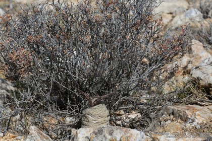 Larryleachia picta 0000 – Asclepidarium