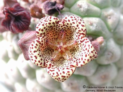 Larryleachia picta 1 – Asclepidarium