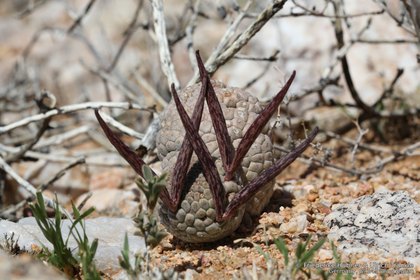 Larryleachia picta 1577 – Asclepidarium