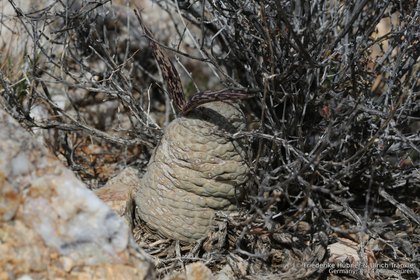 Larryleachia picta 1597 – Asclepidarium
