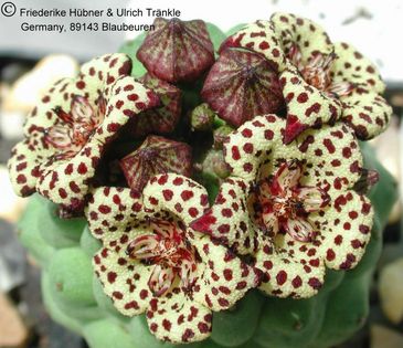 Larryleachia picta Pofadder Namibia 1 – Asclepidarium