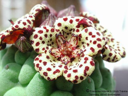 Larryleachia picta Pofadder Namibia 3 – Asclepidarium