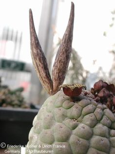 Larryleachia picta Pofadder Namibia 4 – Asclepidarium