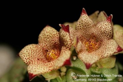 Larryleachia tirasmontana (UT05,112) 006 – Asclepidarium